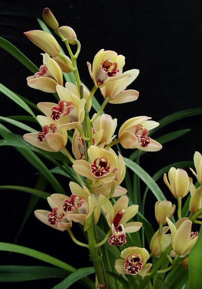 cymbidium_orchid_plant